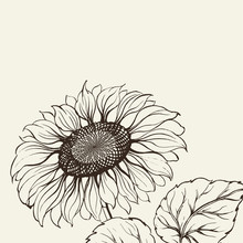 Illustration Of Sunflower