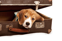 Cute Beagle Puppy Into The Old Suitcase