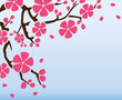 Background with flowering branch of sakura