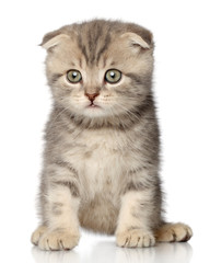 Canvas Print - Scottish Fold kitten