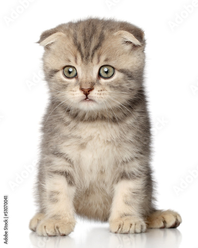 Scottish Fold Kitten Kaufen Sie Dieses Foto Und Finden Sie