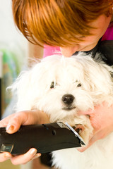 Wall Mural - Grooming Maltese dog