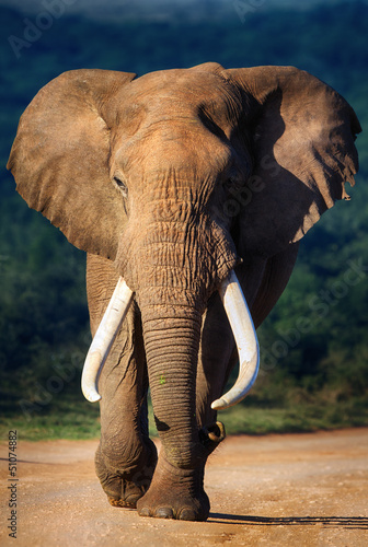 Naklejka dekoracyjna Elephant approaching