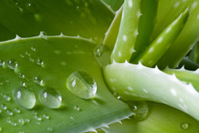 Water Drops On Leaf Of Aloe