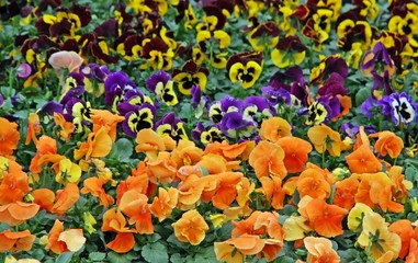 Wall Mural - flowers with petals multicolor for sale in a greenhouse of a flo