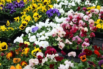 Wall Mural - flowers with petals multicolor for sale in a greenhouse of a flo