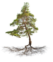 Wall Mural - green single pine with root isolated on white