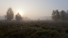 Autumnal Grassland  In Misty Morning With Sun Over Meadow