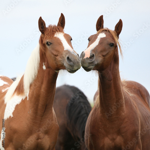Naklejka - mata magnetyczna na lodówkę Two young horses together on pasturage