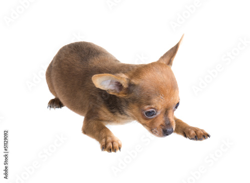 Short Haired Chihuahua Puppy In Front Of A White Background Buy