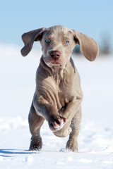 Wall Mural - wemaraner puppy run in snow field