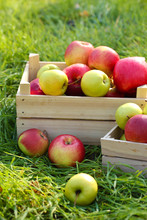 Crates Of Fresh Ripe Apples In Garden On Green Grass