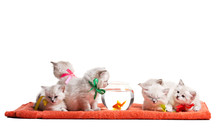 Six Little Kittens And Goldfish