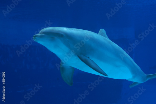 Board z aluminiowym obramowaniem Delfin ulisse