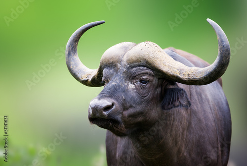 Foto-Doppelrollo - African buffalo Portrait (von JohanSwanepoel)