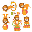 Collection of cute circus lion on white background .