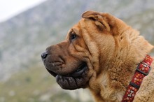Portrait Of Sable Brush Coat Shar Pei Dog