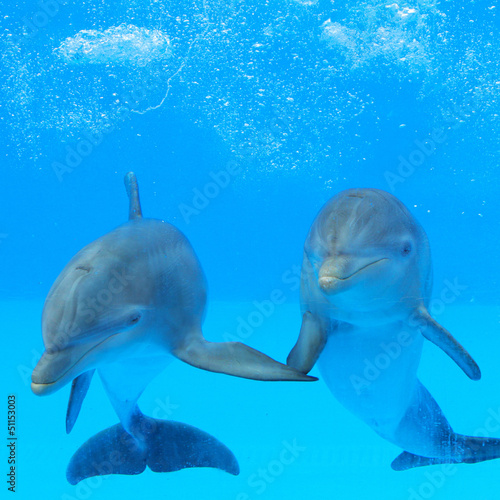 Nowoczesny obraz na płótnie Two dolphins in the water