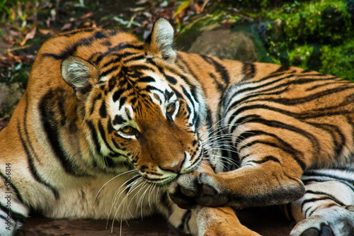 Board z aluminiowym obramowaniem Tygrys sybiryczny (panthera tigris altaica)