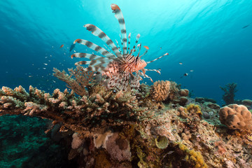 Lionfish and coral in the Red Sea.