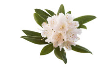 White And Pink Rhododendron Flower In Full Seasonal Bloom