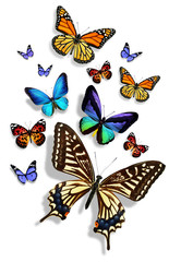 Wall Mural - Many different butterflies, isolated on white background