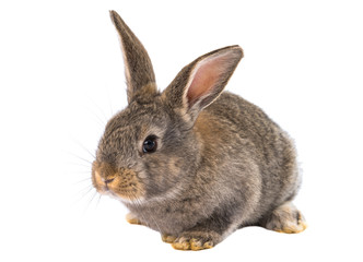 Poster - gray rabbit isolated