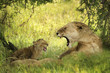 leonessa con denti pericolosi e cucciolo