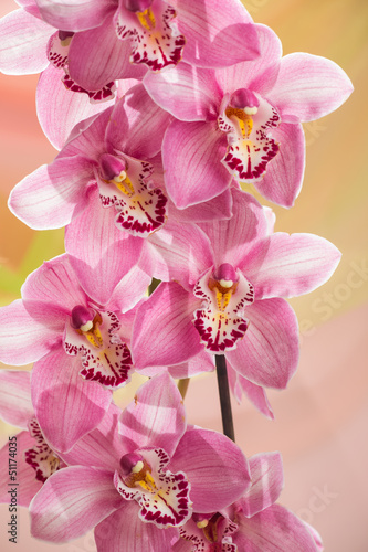 Board z aluminiowym obramowaniem Gałąź orchidei