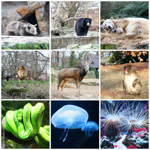 Obraz na płótnie canvas dwuczęściowy "dyptyk" Kolaż różnych zwierząt w berlińskim zoo, Niemcy