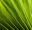 © Nejron Photo - Close-up of a green plant leaf