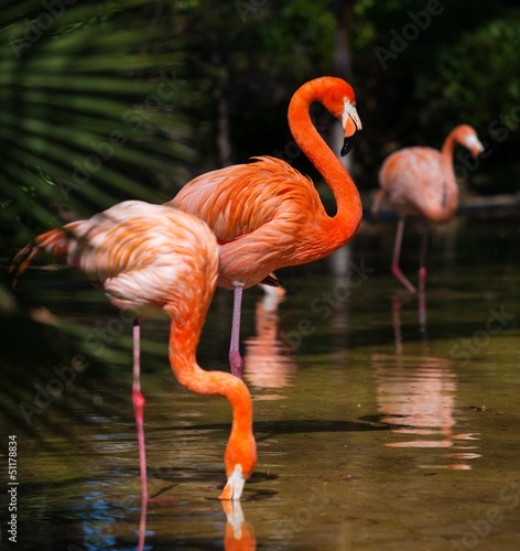 Obraz w ramie Group of pink flamingos near water