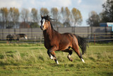 Fototapeta Konie - Brown welsh mountain pony stallion with black hair