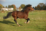 Fototapeta Konie - Brown welsh mountain pony stallion with black hair galloping