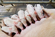 Pig Mother Is Feeding The Baby Pig, Group Of Cute Newborn Piglet Receiving Care Sleep In Order Sucking Milk From The Mother In A Row Simultaneously, Farming And Agriculture In Asia At Thailand