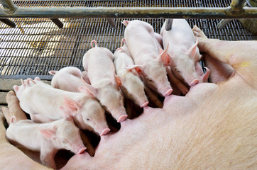 Pig mother is feeding the baby pig, Group of cute newborn piglet receiving care sleep in order sucking milk from the mother in a row simultaneously, Farming and agriculture in Asia at Thailand