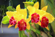 Yellow cattleya orchid flower