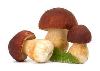 big boletus edulis isolated on white background close up