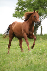 Naklejka zwierzę koń piękny ogier