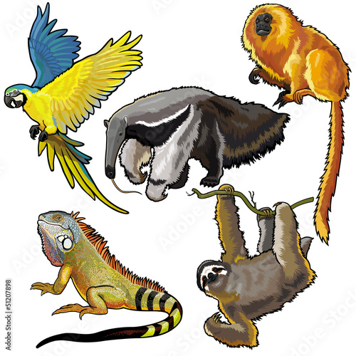 Plakat na zamówienie set with animals of south america