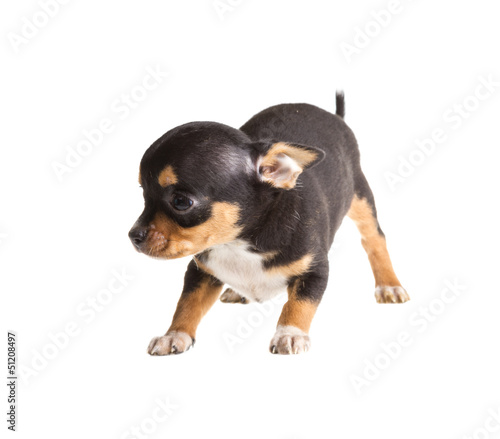 Short Haired Chihuahua Puppy In Front Of A White Background Buy