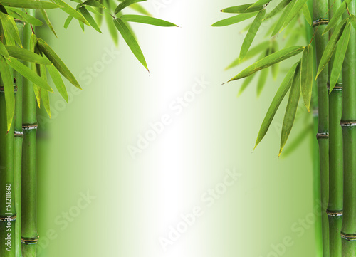 Nowoczesny obraz na płótnie Bamboo sprouts with free space for text