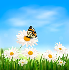 Poster - Nature background with green grass and butterfly