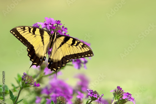 Tapeta ścienna Wschodni tygrysia swallowtail motyl (papilio glaucus)
