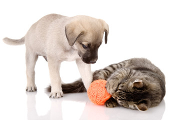 Poster - the cat plays with a dog. isolated on white