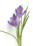 Fototapeta  - Krokus, Crocus tommasinianus, Schnee