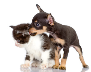 dog kisses a kitten. Isolated on a white