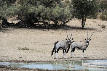 Gemsbock (Oryx gazella), at waterhole, Urikaruus, Kalahari