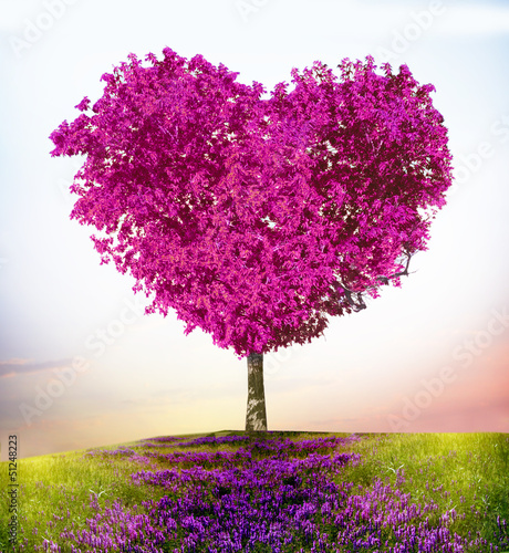 drzewo-milosci-piekne-drzewo-z-rozowymi-kwiatami-w-ksztalcie-serca