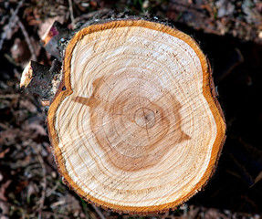 Cross section of tree